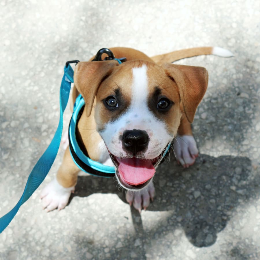 Paddock Park Animal Care Center in Ocala