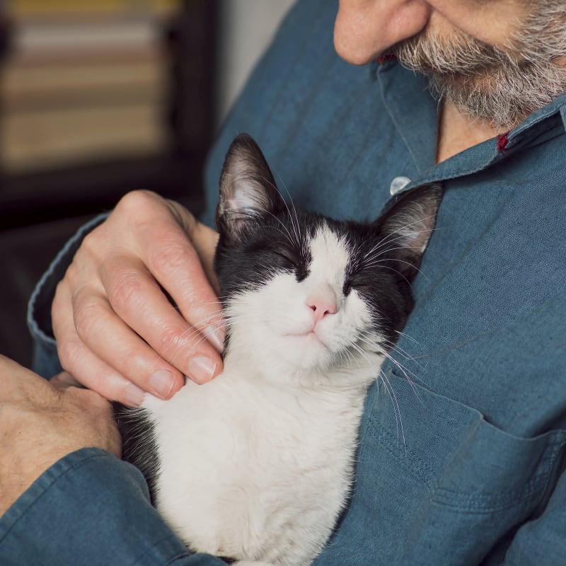 Cat & Dog Wellness Exams, Ocala