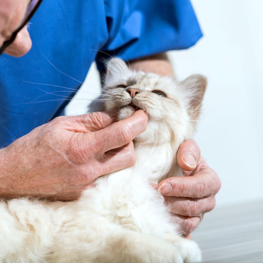 Paddock Park Animal Care Center | Ocala Veterinary