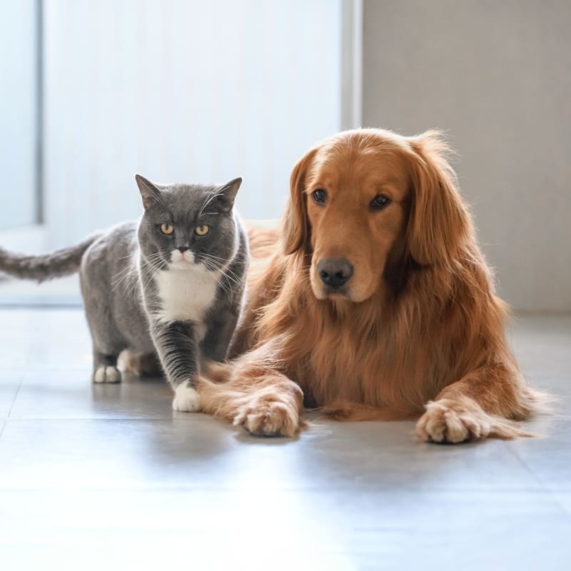 Internal Medicine for Cats & Dogs, Ocala
