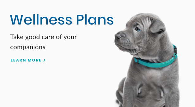 Learn How Pet Wellness Plans Save Money