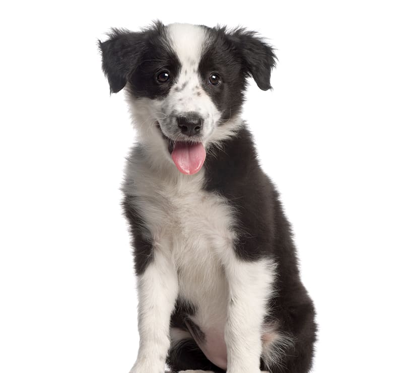 Small Dogs, Paddock Park Animal Care Center