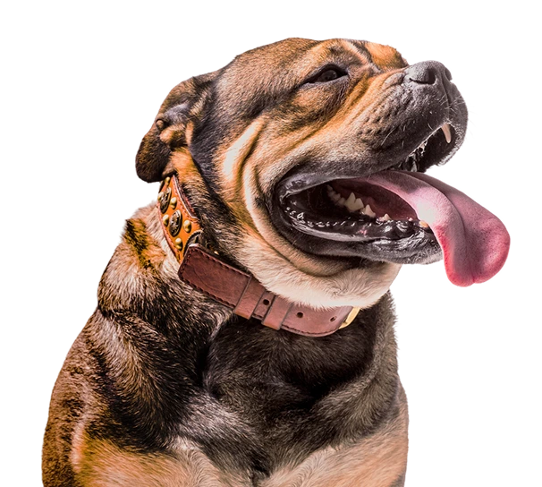 A stocky, brindle-colored dog with its mouth open and tongue hanging out, appearing happy